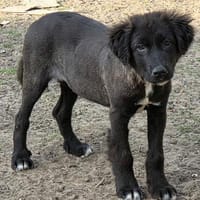 Berry, schwarze Schönheit sucht Zuhause, Hündin zur Adoption
