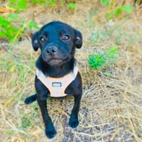 Pinschermix Blacky sucht Körbchen, Hund zur Adoption
