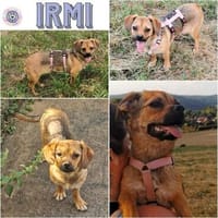 IRMI ° Kleine Minni Maus und Naturkind sucht zu Hause, Hündin zur Adoption