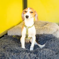 Narami sucht liebevolles Zuhause...., Hündin zur Adoption