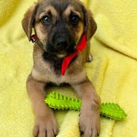 Arkani -Neugieriger Schatz sucht seine Menschen fürs Leben, Hund zur Adoption
