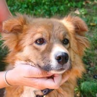 Die süße Nissa sucht ein liebevolles Zuhause!, Hündin zur Adoption