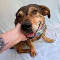 Doma -Liebevolle Seele sucht seine Menschen!, Hund zur Adoption