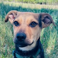 Furby, super lieber Mischlingswelpe, Hund zur Adoption