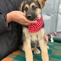 Verspielte Lucy sucht ihr Glück, Hündin zur Adoption