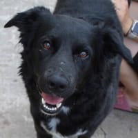 Aluna, geb. ca. 03/2025, 67814 Dannenfel, Hündin zur Adoption