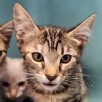 LUCIANI QCT, chatte à adopter
