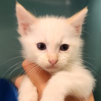 FATAL QCT (jai trouvé ma famille), chat à adopter