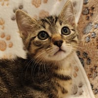 BURTON (réservé), chat à adopter