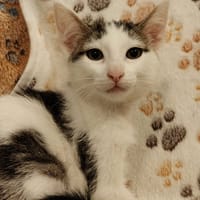 DAISY (réservéé), chatte à adopter
