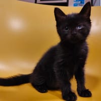 Misty (réservée), chatte à adopter