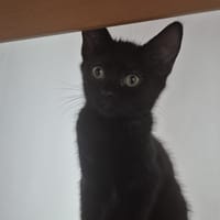 UMUKARA, chatte à adopter