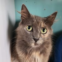 KOUNDE QCT, chatte à adopter