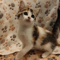 BRIOCHE (réservée), chatte à adopter