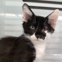 SCAR, chat à adopter