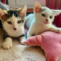 VALIA, chatte à adopter