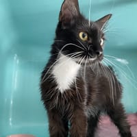 FAISKA, chatte à adopter