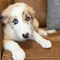 DRAKE, chien à adopter