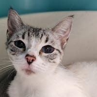 TCHOUA QCT, chatte à adopter