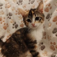 BRETZEL (réservée), chatte à adopter