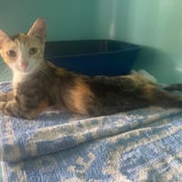 SATURNE, chatte à adopter