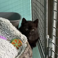 Archie, chat à adopter