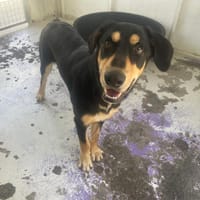 ATLAS, chien à adopter