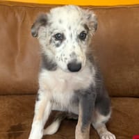 EZRA, chienne à adopter