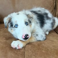 HARVEY, chien à adopter