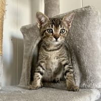 Bordeaux, chat à adopter