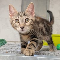 EMILY, chatte à adopter