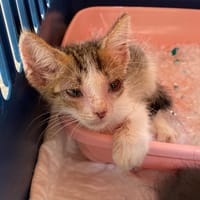 PLUTON, chat à adopter