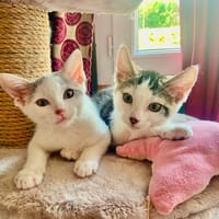 TOMTOM, chat à adopter