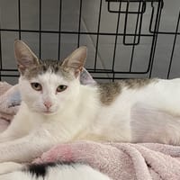 CHICOREE, chatte à adopter