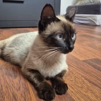 ZOYERA, chatte à adopter
