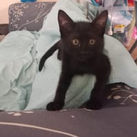 BOWSER, chat à adopter