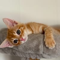 Bayonne, chat à adopter