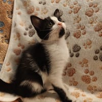 BABOUCHKA, chatte à adopter