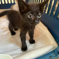 VENUS, chatte à adopter