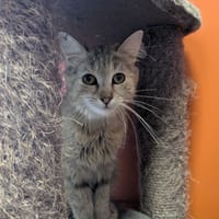 CHANEL, chatte à adopter