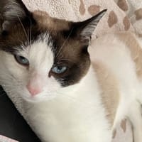 CHAMALLOW, chat à adopter