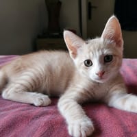 SVEN, chat à adopter