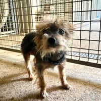 GIBBS, chien à adopter