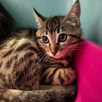 Désirée [Chaton], chatte à adopter