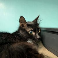 MILADY, chatte à adopter
