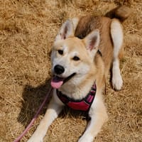 HERBIE, chienne à adopter