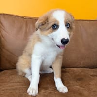 FINNICK, chien à adopter