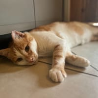 Brésil, chat à adopter