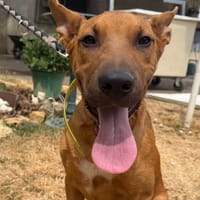 LOLA, chienne à adopter