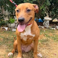 HESTIA, chienne à adopter